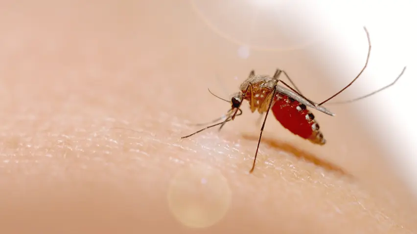 How to Stay Safe: Strategies to Prevent Dengue Fever