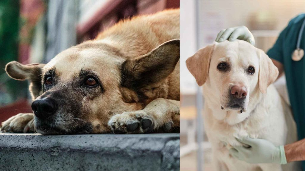 Bangladesh Opens Its First Canine Cancer Centre